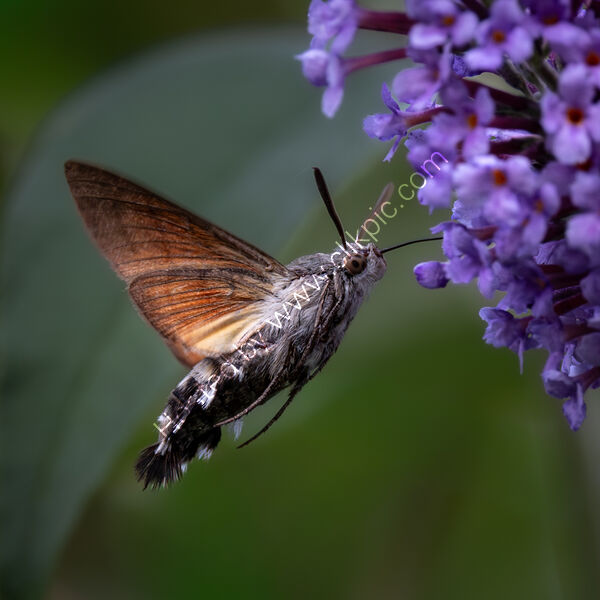 HUMMINGBIRD HAWKMOTH by Christine Maughan