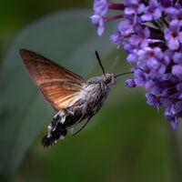 HUMMINGBIRD HAWKMOTH by Christine Maughan
