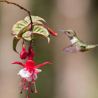HUMMINGBIRD WITH FUSCHIA by Ray Worthy