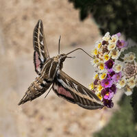 HUMMING BIRD MOTH FEEDING
