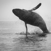 HUMPBACK WHALE BREACHING by Christine Maughan