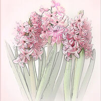 HYACINTHS by Sue Swain