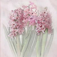 HYACINTHS by Sue Swain