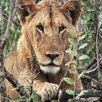 I'M JUST RESTING by Gillian Foulds