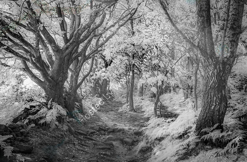 INFRAREDWOOD by Ashley Franklin