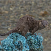 INQUISITIVE MULL OTTER by Garn Parkes