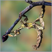 INSECT by Kevin Marples