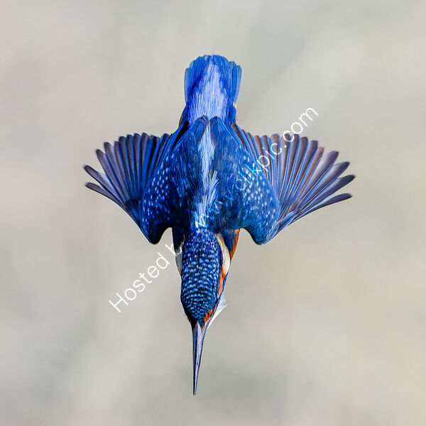 INTO THE BLUE by Richard Bower