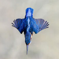 INTO THE BLUE by Richard Bower