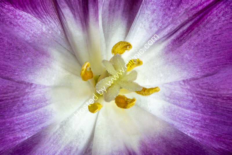 INTRA TULIPA by Ashley Franklin