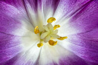 INTRA TULIPA by Ashley Franklin