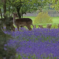 IN A FIELD OF BLUEBELLS by Stanley J Annable