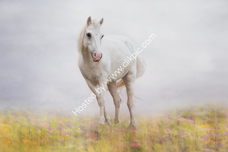 IN CLOVER by Michelle Jackson