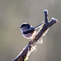 IN MORNING LIGHT by Ian Humphries