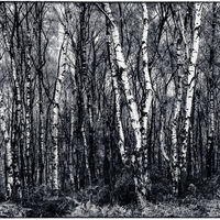 IN THE BIRCH WOOD by Christine Maughan