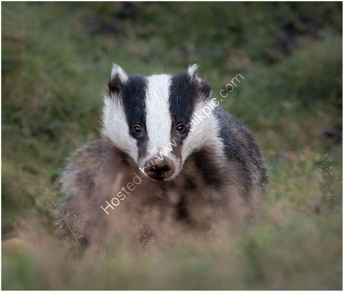I THINK I SEE YOU by Chris Greaves