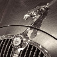 JAGUAR by Gill Dishart