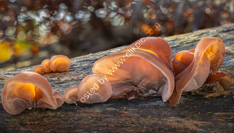 JELLY EAR FUNGUS by Christine Maughan