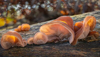 JELLY EAR FUNGUS by Christine Maughan
