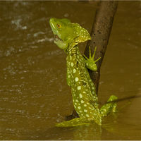 JESUS CHRIST LIZARD by Derrick Tuplin