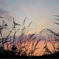 JUNE EVENING by Sue Swain