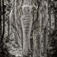 JUNGLE WALK by Jim Connolly
