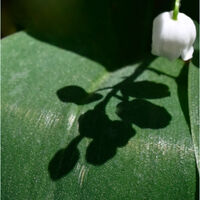 JUST A SHADOW by Gill Dishart
