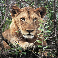 JUST RESTING by Gillian Foulds