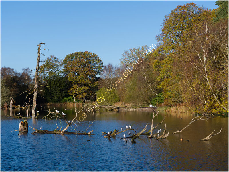 JUST RESTING by Phil Robinson