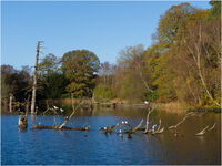 JUST RESTING by Phil Robinson