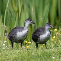 JUVENILE COOTS by Mike Arblaster