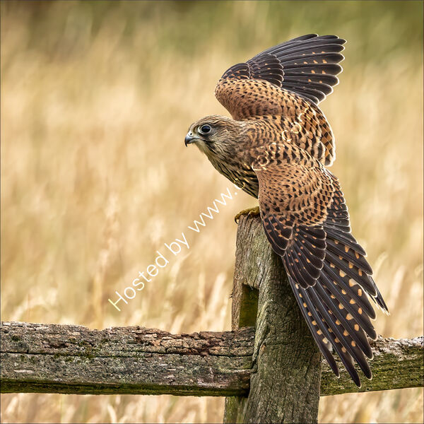 JUVENILE KESTREL by Neil Partridge