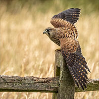 JUVENILE KESTREL by Neil Partridge