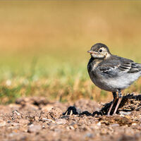 JUVENILE PIED WAGTAIL by Sarah Middleton