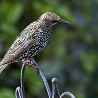 JUVENILE STARLING by Stanley J Annable
