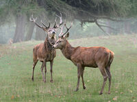 KEEPING MY EYE ON YOU by Gillian Foulds