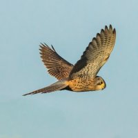 KESTREL