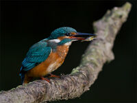 KINGFISHER AND STICKLEBACK by Neil Partridge