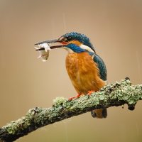 KINGFISHER IN THE RAIN By Wayne Churchill