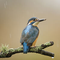 KINGFISHER IN THE RAIN by Wayne Churchill