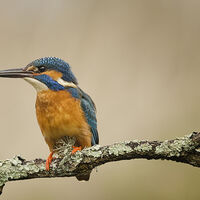 KINGFISHER ON PERCH by Wayne Churchill