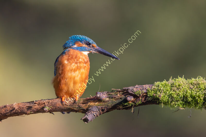 KINGFISHER WAITING FOR AN OPPORTUNITY by Mike Arblaster