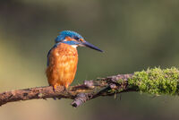 KINGFISHER WAITING FOR AN OPPORTUNITY by Mike Arblaster
