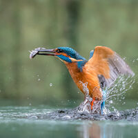 KINGFISHER WITH CATCH by Neil Partridge