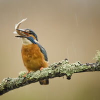 KINGFISHER WITH CATCH by Wayne Churchill