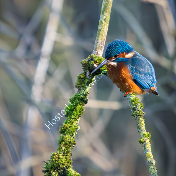 KINGFISHER by Andy Inns