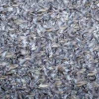 KNOTS SWIRL AT SNETTISHAM HIGH TIDE by Neil Partridge