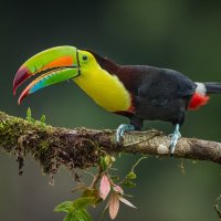KEEL BILLED TOUCAN IN RAIN FOREST