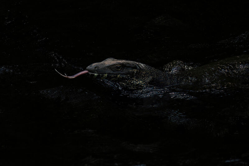 LACE MONITOR LIZARD by Ian Humphries