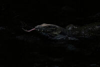 LACE MONITOR LIZARD by Ian Humphries